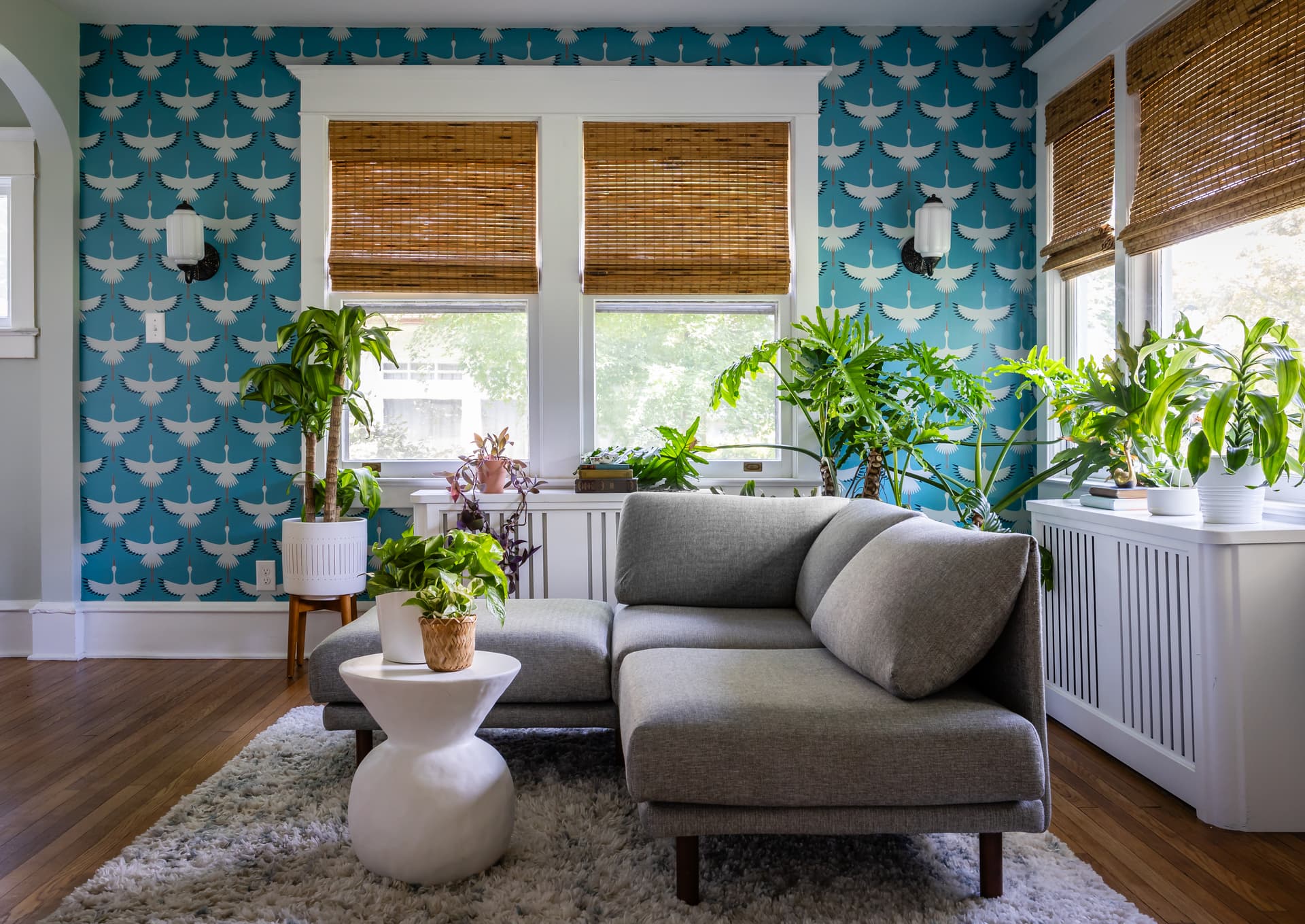 Living room with a blue feature wall